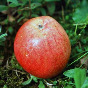 Malus-domestica-Flower-of-Kent---foto-George-Otter