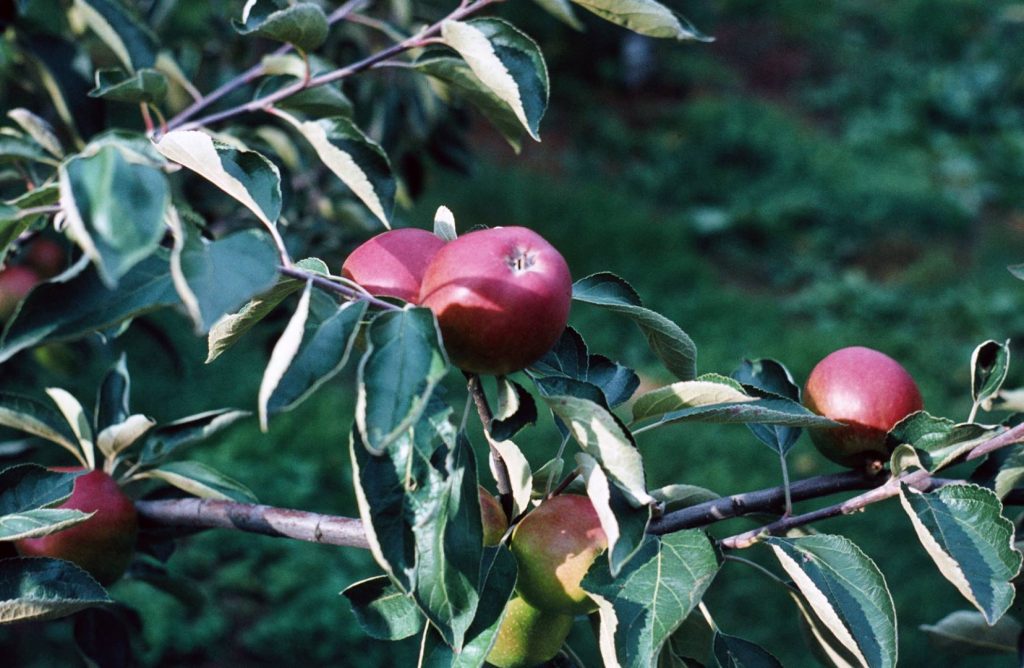 Malus domestica 'Zoete Paradijs' foto George Otter