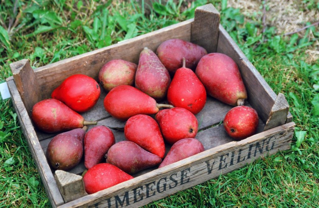 Pyrus communis 'Rode Clapp's Favorite' - Foto George Otter