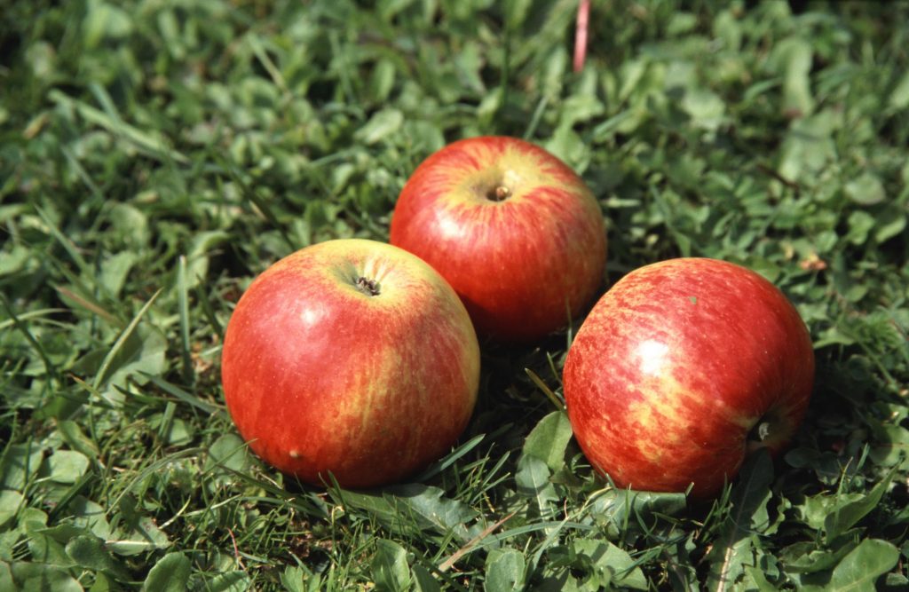 Malus domestica 'Tukker' - foto George Otter